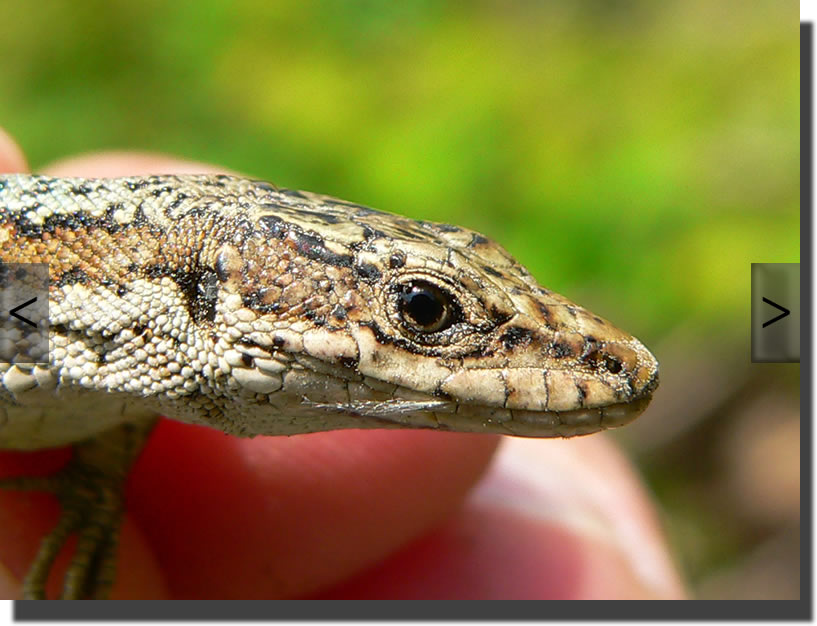 Mesotriton alpestris